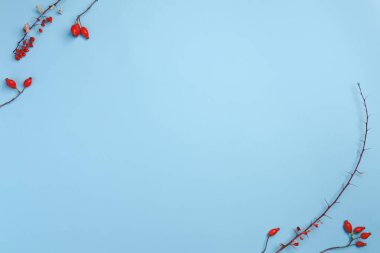 Sonbahar kompozisyonu. Gül kalçası pastel mavi arka planda kurumuş böğürtlen. Sonbahar, sonbahar, kış konsepti. Düz konum, üst görünüm, kopyalama alanı