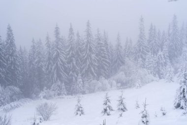 kış karla kaplı ağaçlar