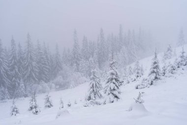 kış karla kaplı ağaçlar