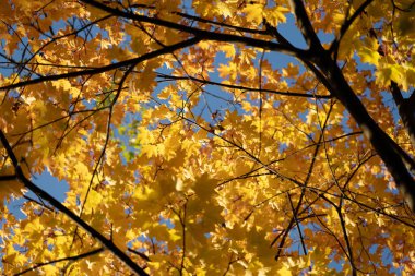 Sonbahar manzarası. Sonbahar ağacı gökyüzü arkaplanını bırakır