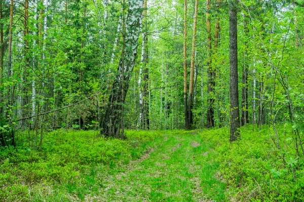 Природний Ліс Соснових Дерев Сонячні Промені Через Туман Створюють Містичну Ліцензійні Стокові Зображення