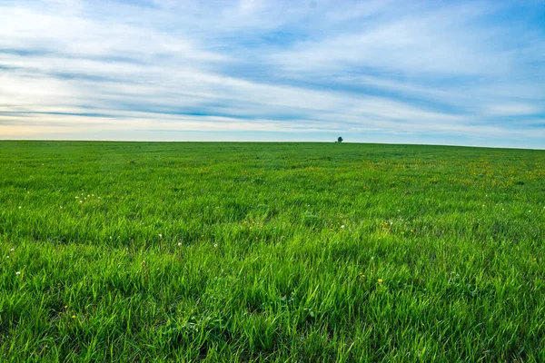 Grönt Fält Med Gula Maskrosor Och Blå Himmel Panoramautsikt — Stockfoto