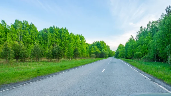 Güneş ışınları, gölgeler ve sisli Güzel Sahne Sisli Eski Ormanı
