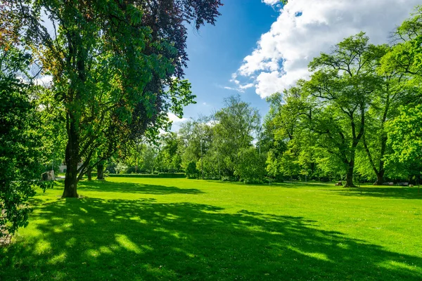 Geniş çimenlikli bir yaz parkı. Geniş resim.