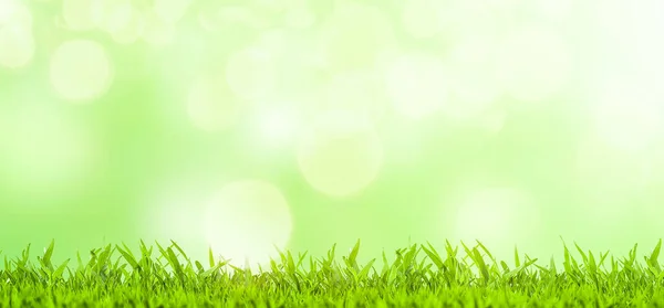 Easter Concept Green Grass Blurred Green Background Sunny Day — Stock Photo, Image