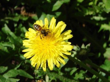 Kara hindiba ve arı