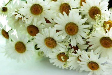 Beyaz arka planda papatyalar