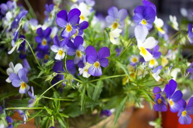 Doğal yeşil arkaplan