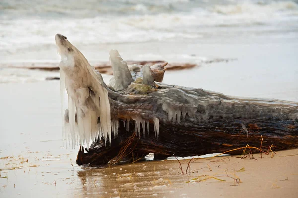 Ice fish. Bark laying on the beach. Covered with ice. — Stock Photo, Image