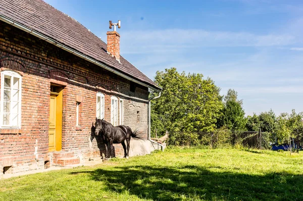 House and horse — Stock Photo, Image