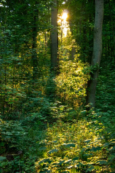 Forest — Stock Photo, Image