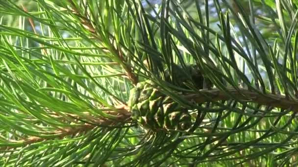 Grüner Tannenzapfen im Wind — Stockvideo