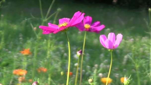 Три цветка на лугу — стоковое видео