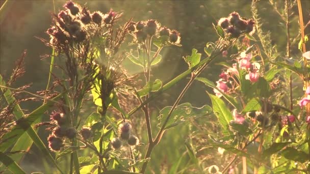 Thistle bush bir çayır — Stok video