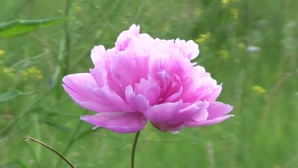 Gyönyörű rózsaszín virág — Stock videók