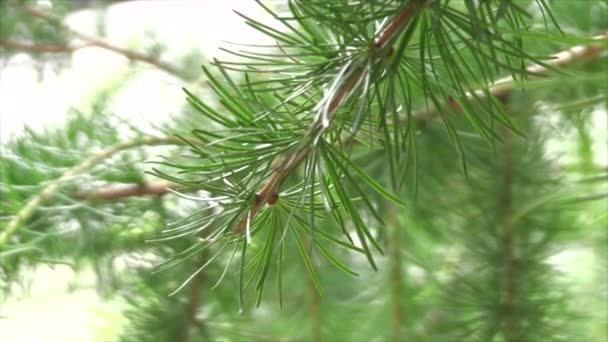 Lärchenzweig im Wind — Stockvideo