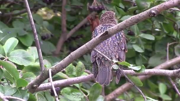 Blackbird на дереве — стоковое видео