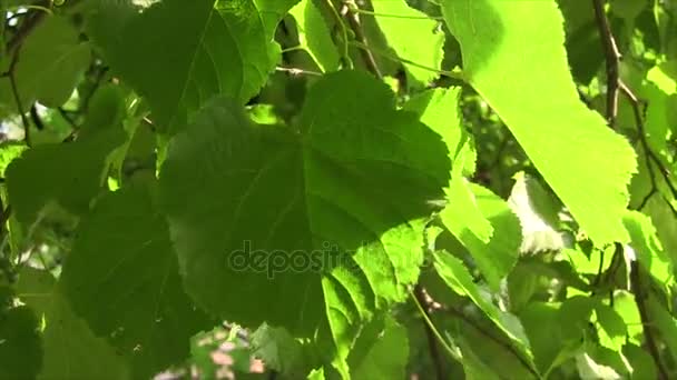 태양에서 린든 잎 — 비디오