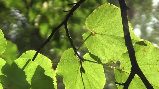 Lindenblätter in der Sonne — Stockvideo