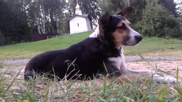 Divertente cane del villaggio che riposa sull'erba — Video Stock