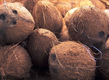 Hindistancevizi yığını