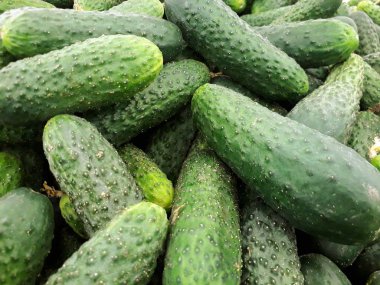 Üstünde belgili tanımlık sayaç taze salatalık