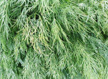 Taze dereotu bir avuç yakın çekim