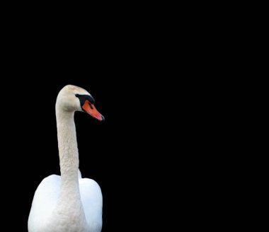 Güzel beyaz sakin kuğu siyah izole