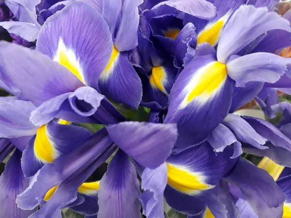 Fondo floral con iris púrpura —  Fotos de Stock