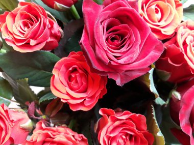 Kırmızı Güllü çiçekli arka plan