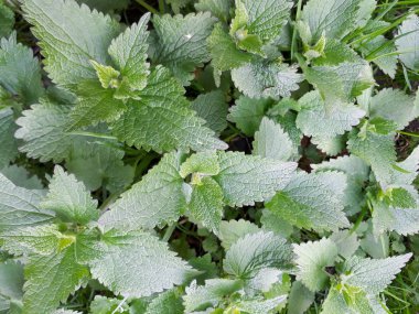 Isırgan otu bush ile arka plan