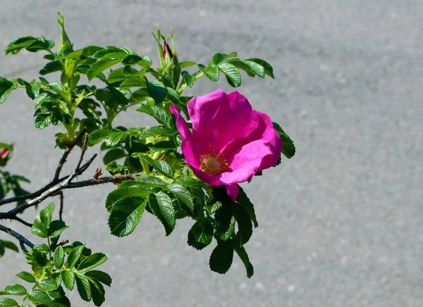 Saftig Wachsender Zweig Der Hagebutte Mit Einer Einzigen Rosafarbenen Blüte — Stockfoto