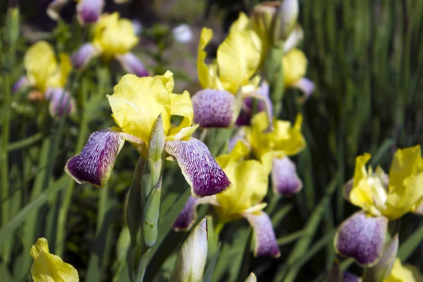 Bellissimo Cespuglio Fiori Iris Crescita Con Petali Variopinti Gialli Viola — Foto Stock