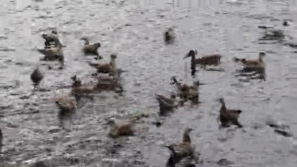Un certain nombre de canards sauvages et de goélands de mer volant et flottant dans un étang 