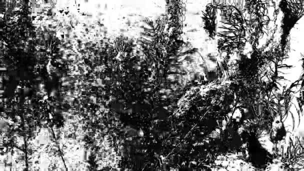 Mrak Chmýří Létající Vrbové Byliny Černobílé Kontrastní Obrácené Video Gravírovacím — Stock video