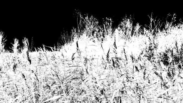 Hierba Pradera Balanceándose Viento Vídeo Invertido Alto Contraste Blanco Negro — Vídeos de Stock