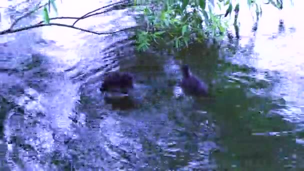 Adorables Canetons Foulques Eurasiens Pelucheux Avec Canard Mère Flottant Plongeant — Video