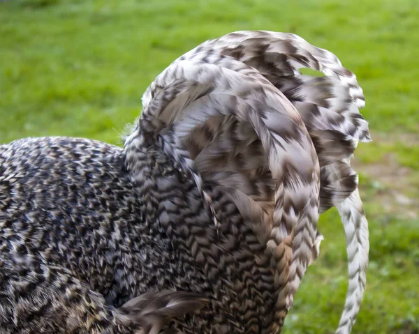 Pluizige Staart Van Gespikkelde Haan Het Kippenhok Tegen Groen Gras — Stockfoto