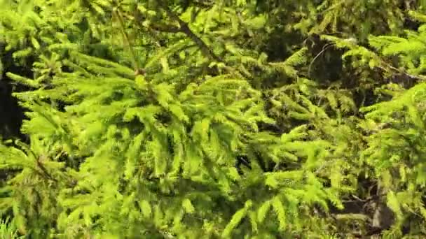 Φλάφι Πράσινο Έλατο Πόδια Κοντά Αιωρείται Στον Άνεμο — Αρχείο Βίντεο