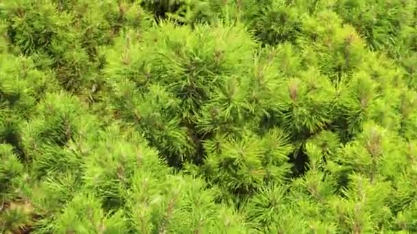 Mooie Dichte Groene Decoratieve Struik Van Dwerg Berg Dennen Close — Stockvideo