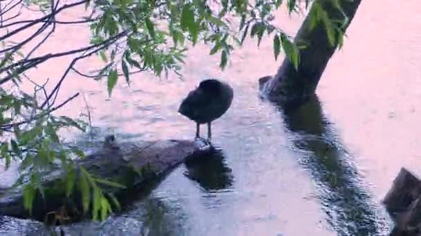 Lindo Negro Euroasiático Coot Pato Limpieza Plumas Flotando Lago — Vídeo de stock