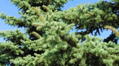 Mavi bir köknar ağacının tüylü ladin patileri rüzgarda sallanırken mavi gökyüzüne