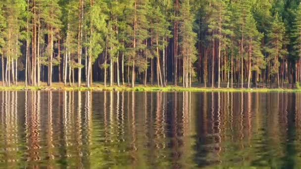 Zonlicht Dennenbos Weerspiegeld Een Rustig Meer Natuurlijke Beelden — Stockvideo