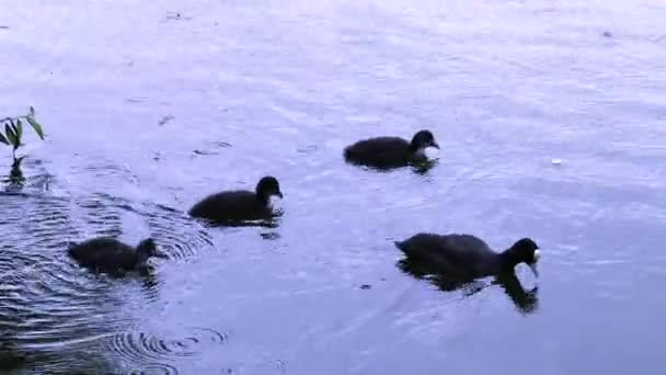 Entzückende Flauschige Eurasische Blässhuhn Entchen Mit Entenmutter Die Einem See — Stockvideo
