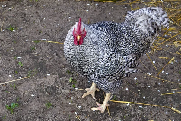 用红色鸡冠看相机的滑稽斑点公鸡的画像 — 图库照片