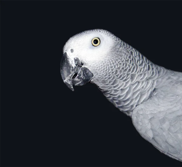 Güzel Afrikalı gri papağan Psittacus Erithacus 'ün portresi koyu arka planda izole edilmiş.