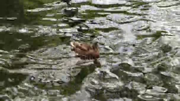 Mignon Canard Sauvage Brun Unique Flottant Dans Étang — Video