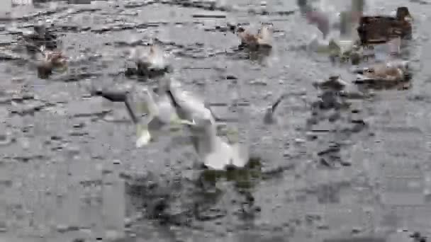 Liczba Dzikich Kaczek Mew Morskich Latających Pływających Stawie — Wideo stockowe