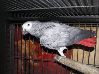 Beautiful african grey parrot Psittacus Erithacus with bright red tail in a big metal cage clipart