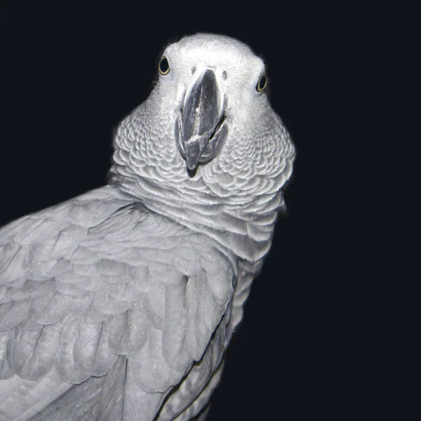 Портрет Красивого Африканского Серого Попугая Psittacus Erithacus Тёмном Фоне — стоковое фото